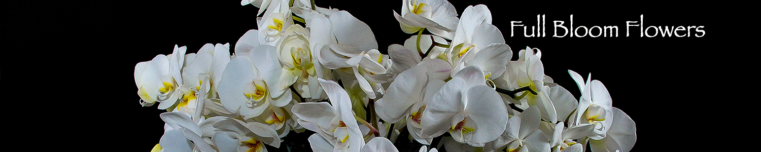 Full Bloom Flower Orchid Banner